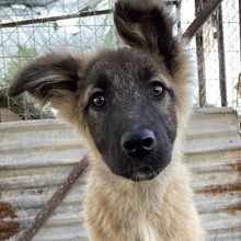 THUMPER, Hund, Mischlingshund in Griechenland - Bild 13