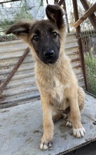 THUMPER, Hund, Mischlingshund in Griechenland - Bild 14