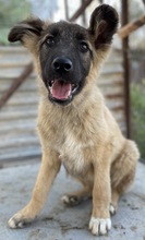 THUMPER, Hund, Mischlingshund in Griechenland - Bild 15