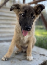 THUMPER, Hund, Mischlingshund in Griechenland - Bild 16