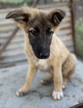 THUMPER, Hund, Mischlingshund in Griechenland - Bild 18