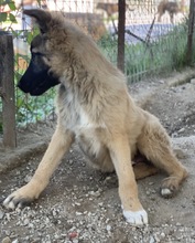 THUMPER, Hund, Mischlingshund in Griechenland - Bild 19