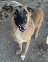 THUMPER, Hund, Mischlingshund in Griechenland - Bild 8