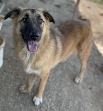 THUMPER, Hund, Mischlingshund in Griechenland - Bild 9