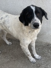 VALENTINO, Hund, Mischlingshund in Griechenland - Bild 3