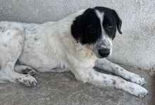 VALENTINO, Hund, Mischlingshund in Griechenland - Bild 4