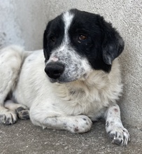 VALENTINO, Hund, Mischlingshund in Griechenland - Bild 5