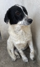 VALENTINO, Hund, Mischlingshund in Griechenland - Bild 7