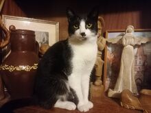LUCY, Katze, Hauskatze in Rumänien