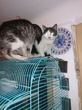 SCOOBA, Katze, Hauskatze in Rumänien