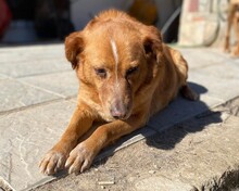 BROWNIE, Hund, Golden Retriever-Mix in Griechenland - Bild 1