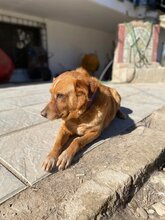 BROWNIE, Hund, Golden Retriever-Mix in Griechenland - Bild 2