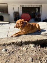 BROWNIE, Hund, Golden Retriever-Mix in Griechenland - Bild 3