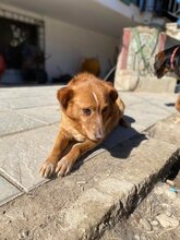 BROWNIE, Hund, Golden Retriever-Mix in Griechenland - Bild 4