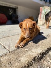 BROWNIE, Hund, Golden Retriever-Mix in Griechenland - Bild 5