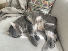 GHIRO, Katze, Europäisch Kurzhaar in Hamburg - Bild 1