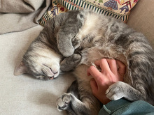 GHIRO, Katze, Europäisch Kurzhaar in Hamburg - Bild 3