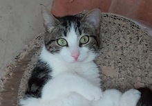 TINA, Katze, Europäisch Kurzhaar in Weil - Bild 1