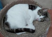 TINA, Katze, Europäisch Kurzhaar in Weil - Bild 3