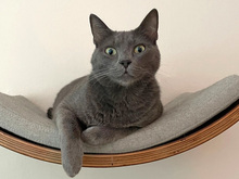 GRISU, Katze, Kartäuser-Mix in Hamburg - Bild 1