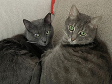 GRISU, Katze, Kartäuser-Mix in Hamburg - Bild 2