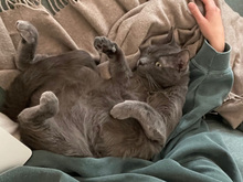 GRISU, Katze, Kartäuser-Mix in Hamburg - Bild 3