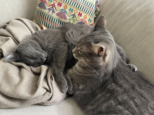 GRISU, Katze, Kartäuser-Mix in Hamburg - Bild 4