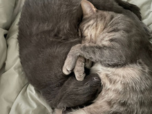 GRISU, Katze, Kartäuser-Mix in Hamburg - Bild 5