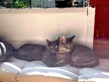 GRISU, Katze, Kartäuser-Mix in Hamburg - Bild 6