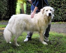 BENJER, Hund, Maremmano-Mix in Italien - Bild 13