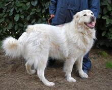 BENJER, Hund, Maremmano-Mix in Italien - Bild 19