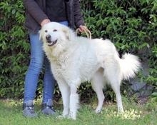 BENJER, Hund, Maremmano-Mix in Italien - Bild 22