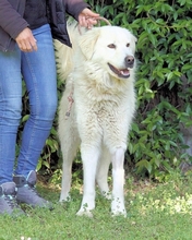 BENJER, Hund, Maremmano-Mix in Italien - Bild 8