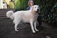 BENJER, Hund, Maremmano-Mix in Italien - Bild 9