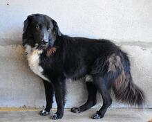 BOWIE, Hund, Mischlingshund in Italien - Bild 12