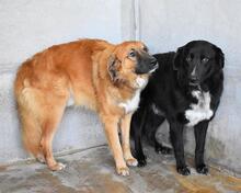 BOWIE, Hund, Mischlingshund in Italien - Bild 13
