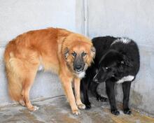BOWIE, Hund, Mischlingshund in Italien - Bild 15