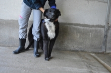 BOWIE, Hund, Mischlingshund in Italien - Bild 7