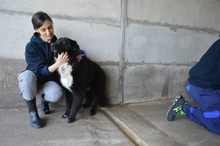 BOWIE, Hund, Mischlingshund in Italien - Bild 8