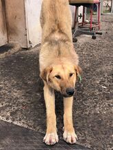 DUNYA, Hund, Mischlingshund in Bulgarien - Bild 15