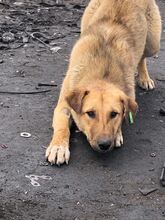 DUNYA, Hund, Mischlingshund in Bulgarien - Bild 17