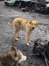 DUNYA, Hund, Mischlingshund in Bulgarien - Bild 19