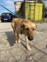 DUNYA, Hund, Mischlingshund in Bulgarien - Bild 2