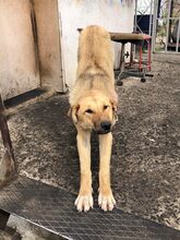 DUNYA, Hund, Mischlingshund in Bulgarien - Bild 21