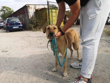 DUNYA, Hund, Mischlingshund in Bulgarien - Bild 3