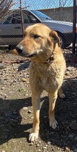 DUNYA, Hund, Mischlingshund in Bulgarien - Bild 5