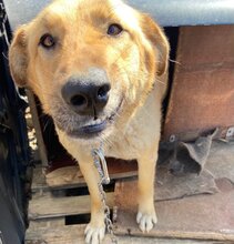 DUNYA, Hund, Mischlingshund in Bulgarien - Bild 6