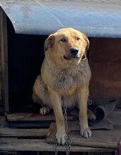 DUNYA, Hund, Mischlingshund in Bulgarien - Bild 7