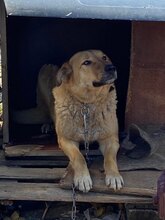 DUNYA, Hund, Mischlingshund in Bulgarien - Bild 8