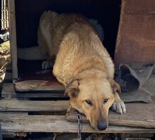 DUNYA, Hund, Mischlingshund in Bulgarien - Bild 9